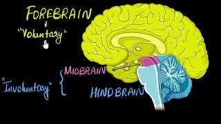 Brain Parts amp functions Fore mid amp hind  Control amp Coordination  Biology  Khan Academy [upl. by Skutchan]