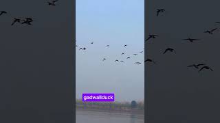 gadwall duckgoodshotviralvideo subcribemychannal viralclips youtubeshorts duckibhaiduckhunt [upl. by Zins937]