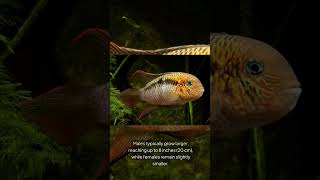 The San Juan Cichlid Andinoacara Biseriatus [upl. by Jarib389]