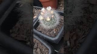 mammillaria bocasana cactus [upl. by Linnea993]