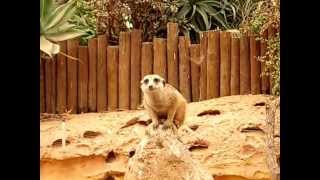 Pairi Daiza  suricate [upl. by Kay]