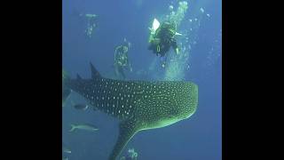 Whalesharks Scubadive Liveaboard at Similan islands  Koh Bon  Koh Tachai  Richelieu Rock [upl. by Norre]