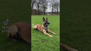 Rogue has big earsbut doesn’t listen 🤣 belgianmalinois mali malinois [upl. by Naivat]