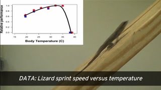 Running Lizards Provide Climate Clues [upl. by Ahsercul]