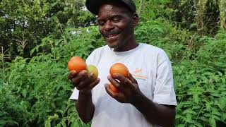 Farmers Field Day in Mavuria Mbeere Embu County [upl. by Akinal]