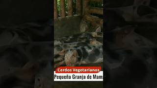 Cerdos vegetarianos permaculturaholistica porcicultura permacultura granja ecoaldea [upl. by Lagas]