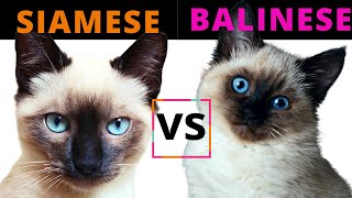 Siamese Cat VS Balinese Cat  Breed Comparison  Which One Should You Choose [upl. by Anayrb]