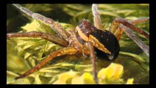 RAFT SPIDERDolomedes fimbriatusin my garden pond [upl. by Ernesto]