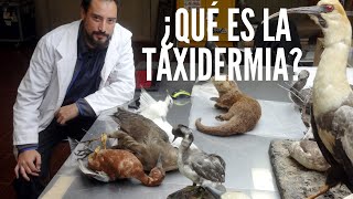 ¿Qué es la Taxidermia [upl. by Nisaj201]