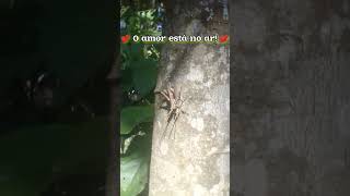 O amor está no ar fazenda shorts subscribe short video roça [upl. by Akselav]