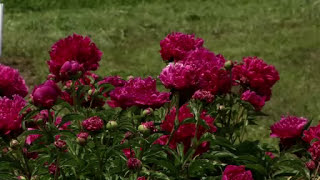 Prairie Yard amp Garden Peonies [upl. by Ecirtemed812]