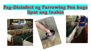 PagDisinfect ng Farrowing pen Bago Lipat ang Inahin [upl. by Tymon534]