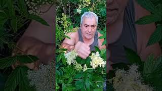 Esta planta es la aspirina vegetal 💊🌿 Filipendula ulmaria 💊🌿 Spirea ulmaria [upl. by Naujahs]