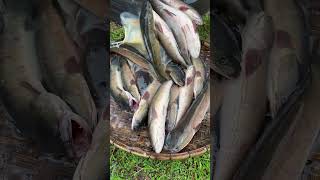 Amazing Cooking Fishes by Rural Chefs CookFishes Part1 YummyCookFishRecipes cookfishrecipe [upl. by Lativa]