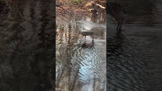 Little man is taking his sweet time love the sounds of the woods deerseason bowhunting [upl. by Esille]