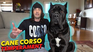 Cane Corso Temperament [upl. by Polak931]