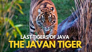 Last Tigers of Java  The Javan Tiger [upl. by Dlonra701]