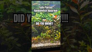 4K Ralaxing Aquarium Footage Screensaver Rainbowfish Tank Fully Planted Aquatic Garden [upl. by Siramaj592]