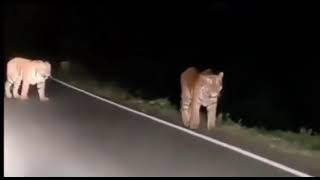 Bardiya National park Tiger on the road Be careful [upl. by Neumeyer]