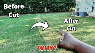 Why your Bermuda Grass turns brown after you cut it  Browning Lawn after mowing [upl. by Niuqauj]