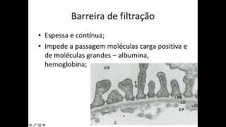 Histologia do Sistema Urinário [upl. by Arahat286]