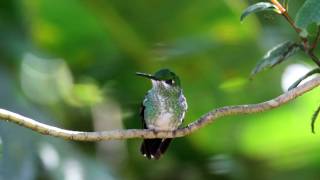 Greencrowned Brilliant female [upl. by Nicram769]