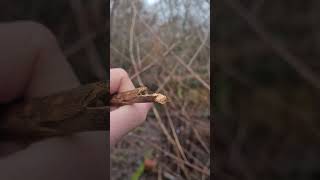 The Hollow Stems Of Japanese Knotweed In January 🏡 Invasive Weed [upl. by Lenka]