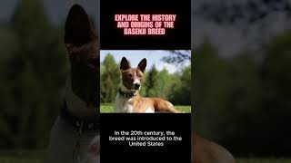 Explore the history and origins of the Basenji breed and how its barkless trait developed dog [upl. by Nitsir]