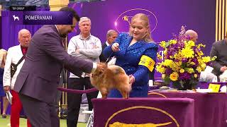 Pomeranians  Breed Judging 2024 [upl. by Fricke]