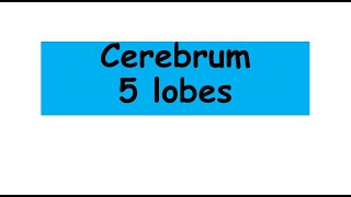 five lobes of cerebrum anatomy biology cerebrum [upl. by Eilatam]