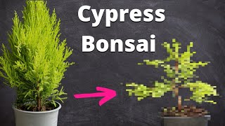 Goldcrest Cypress Bonsai From Nursery Material  Repotting Wiring amp Pruning [upl. by Eadmund208]