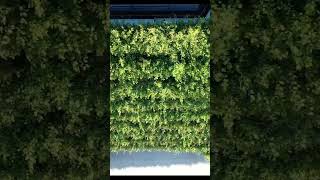 Popularity Of Green Roofs And Vertical Gardens youtubeshorts shorts [upl. by Trainor]