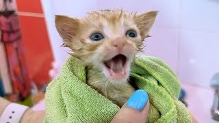 Little adopted kitten takes first bath with bubbles [upl. by Biron315]