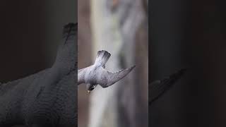 World fastest bird  Peregrine Falcon dive with 390km per hour speed [upl. by Borek]