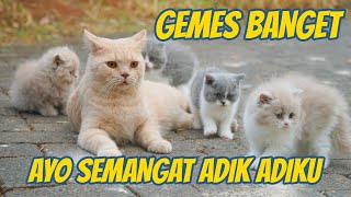 PERJUANGAN KAKAK KUCING MELATIH ADIKNYA [upl. by Adnilrem]