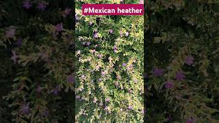 Cuphea hyssopifolia plant Mexican Heather plant  shrub viral shorts trending shorts 🌱 ♥️ [upl. by Dyer]