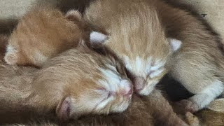 🔴 LIVE FEED 🔴 Watch these 5 newborn kittens grow up with their momma cat taking great care of them [upl. by Oakie]