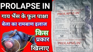 Prolapse in Bolus पशुओं में भाड़ आनापाछाफुल आना का ईलाज youlikeveterinary youlikeveterinary [upl. by Neyu]