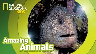 Wolf Eel  Amazing Animals [upl. by Anabelle]