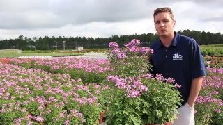 In The Nursery Proven Winner Cleome [upl. by Romilda]