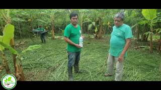 PROTECCION DEL SUELO CON COBERTURA O ACOLCHADO DE VETIVER Y MICROORGANISMOS DE MONTAÑA [upl. by Dera]