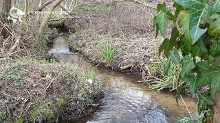 Wroxham and District Angling Club  Rackheath Springs [upl. by Wilhide497]