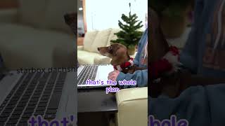 Online shopping with Moonpie starboxdachshunds [upl. by Ahsiek86]