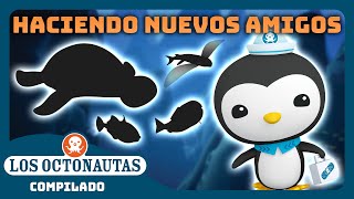 Los Octonautas  🤗 Haciendo nuevos amigos 🐳  Episodios Completos  Compilado [upl. by Arick]