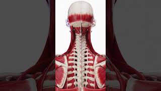 Exploring the Neck An Exploded View of Muscle Anatomy anatomy 3dmodel [upl. by Carmine512]