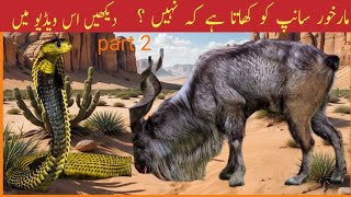 Markhor in Pakistan  Full urdu documentary Shamshaal tv [upl. by Cyler]