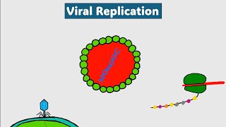 Viral genome replication mechanisms  آليات تنسخ مجين الفيروسات [upl. by Ecirum160]