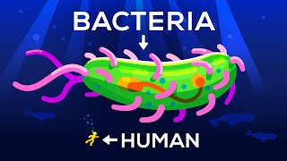 How Large Can a Bacteria get Life amp Size 3 [upl. by Laband]