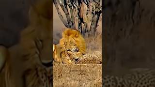 “Dominance Display Two Male Lions Feast on Fallen Cheetah” [upl. by Aiuqet164]