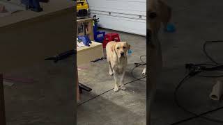 Making Progress on the DIY Pool Table Build Foreman approves 🐶woodworking pooltable diy [upl. by Ydeh]